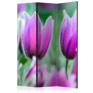 Paraván Purple spring tulips Dekorhome 135x172 cm (3-dielny)